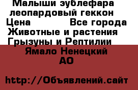 Малыши эублефара ( леопардовый геккон) › Цена ­ 1 500 - Все города Животные и растения » Грызуны и Рептилии   . Ямало-Ненецкий АО